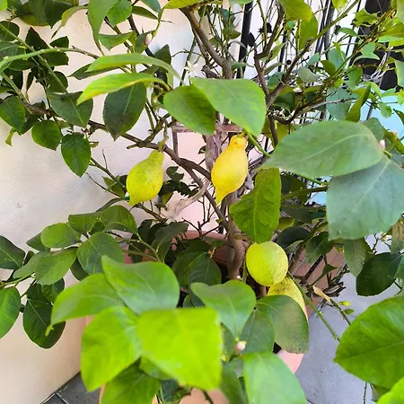 Schermer 3* Bad Häring